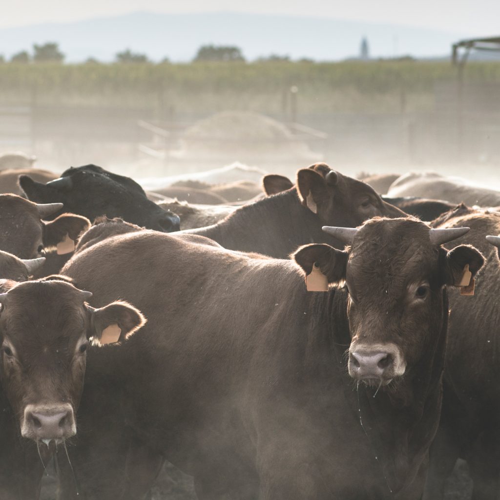 حين يصبحُ الغذاء أزمة بيئية وأخلاقية
