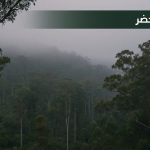 دراسة تحذّر الغابات الأسترالية تفقد دورها كمصيدة للكربون وتتحوّل إلى مصدر لانبعاثاته