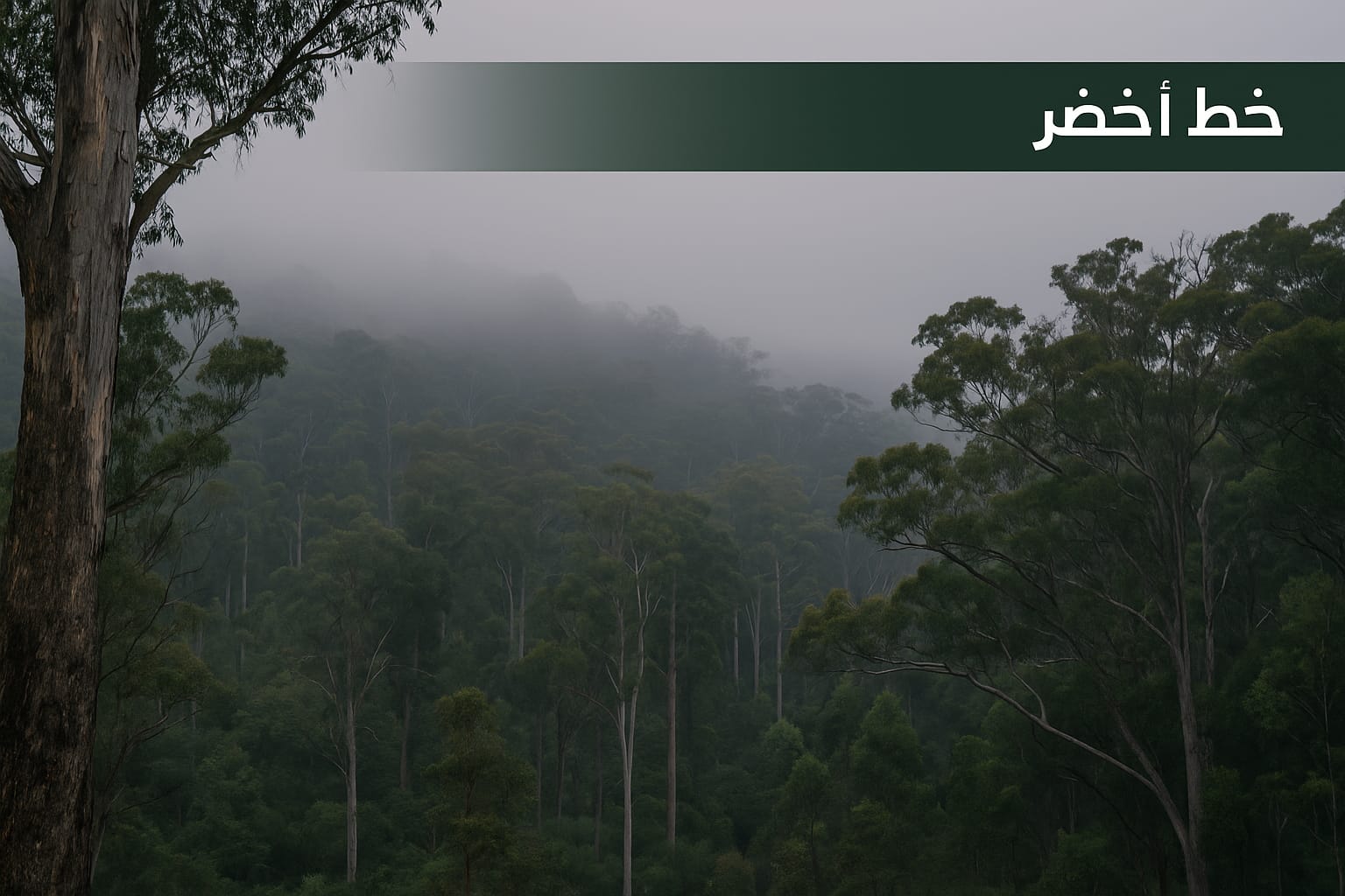 دراسة تحذّر الغابات الأسترالية تفقد دورها كمصيدة للكربون وتتحوّل إلى مصدر لانبعاثاته